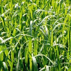 Proso prutnaté 'Dallas Blues' - Panicum virgatum 'Dallas Blues'