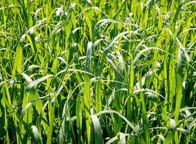 Proso prutnaté 'Dallas Blues' - Panicum virgatum 'Dallas Blues'