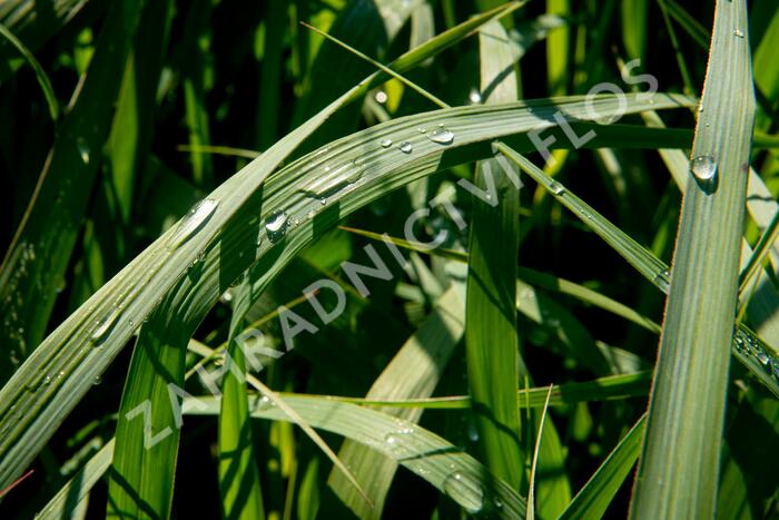 Proso prutnaté 'Dallas Blues' - Panicum virgatum 'Dallas Blues'
