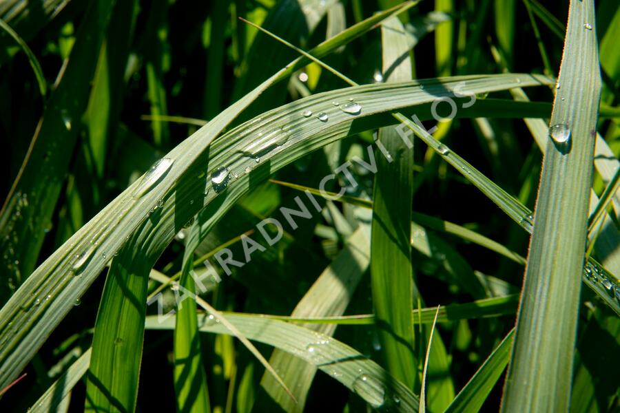 Proso prutnaté 'Dallas Blues' - Panicum virgatum 'Dallas Blues'