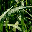 Proso prutnaté 'Dallas Blues' - Panicum virgatum 'Dallas Blues'