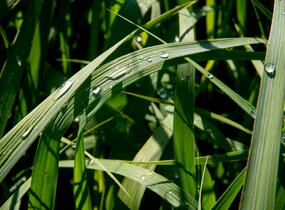 Proso prutnaté 'Dallas Blues' - Panicum virgatum 'Dallas Blues'