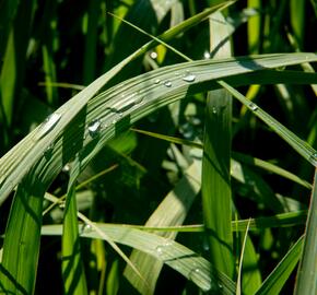 Proso prutnaté 'Dallas Blues' - Panicum virgatum 'Dallas Blues'