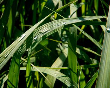 Proso prutnaté 'Dallas Blues'