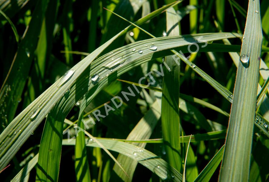 Proso prutnaté 'Dallas Blues' - Panicum virgatum 'Dallas Blues'