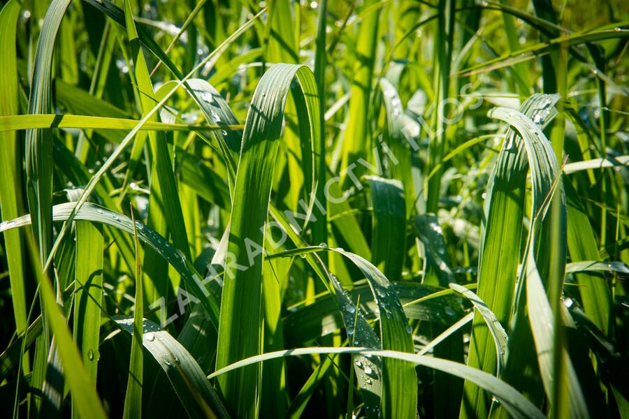 Proso prutnaté 'Dallas Blues' - Panicum virgatum 'Dallas Blues'