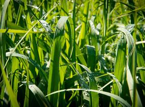 Proso prutnaté 'Dallas Blues' - Panicum virgatum 'Dallas Blues'
