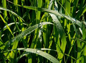 Proso prutnaté 'Dallas Blues' - Panicum virgatum 'Dallas Blues'