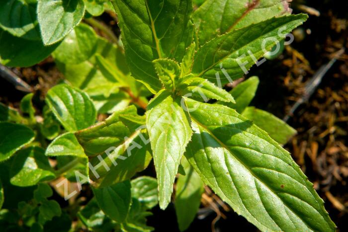 Marulka lékařská - Calamintha nepeta ssp. nepeta