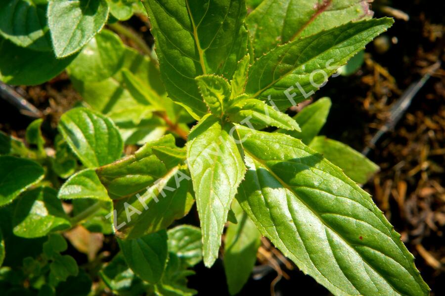 Marulka lékařská - Calamintha nepeta ssp. nepeta
