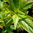 Marulka lékařská - Calamintha nepeta ssp. nepeta