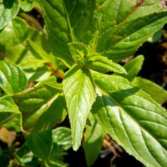 Marulka lékařská - Calamintha nepeta ssp. nepeta