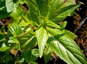 Marulka lékařská - Calamintha nepeta ssp. nepeta