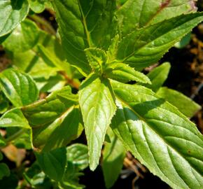 Marulka lékařská - Calamintha nepeta ssp. nepeta