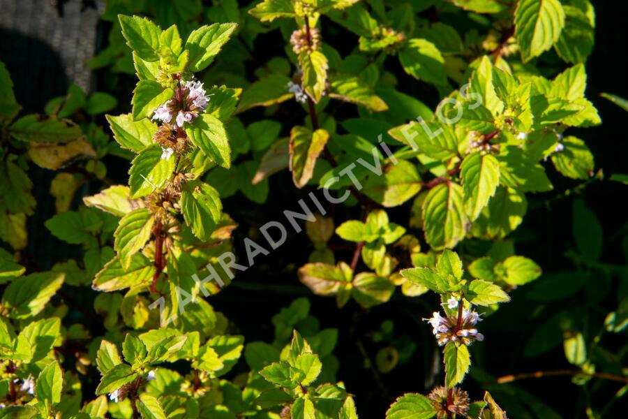 Máta jemná 'Ginger' - Mentha gracilis 'Ginger'