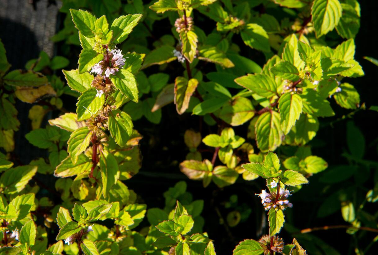 Máta jemná 'Ginger' - Mentha gracilis 'Ginger'