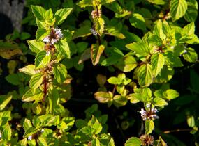 Máta jemná 'Ginger' - Mentha gracilis 'Ginger'