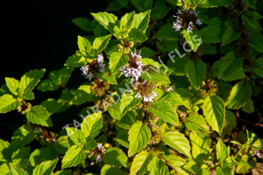 Máta jemná 'Ginger' - Mentha gracilis 'Ginger'
