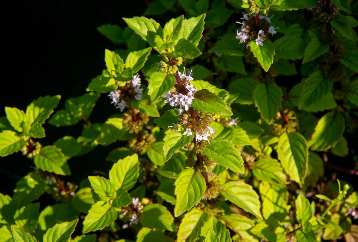 Máta jemná 'Ginger' - Mentha gracilis 'Ginger'
