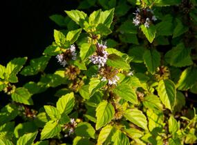 Máta jemná 'Ginger' - Mentha gracilis 'Ginger'