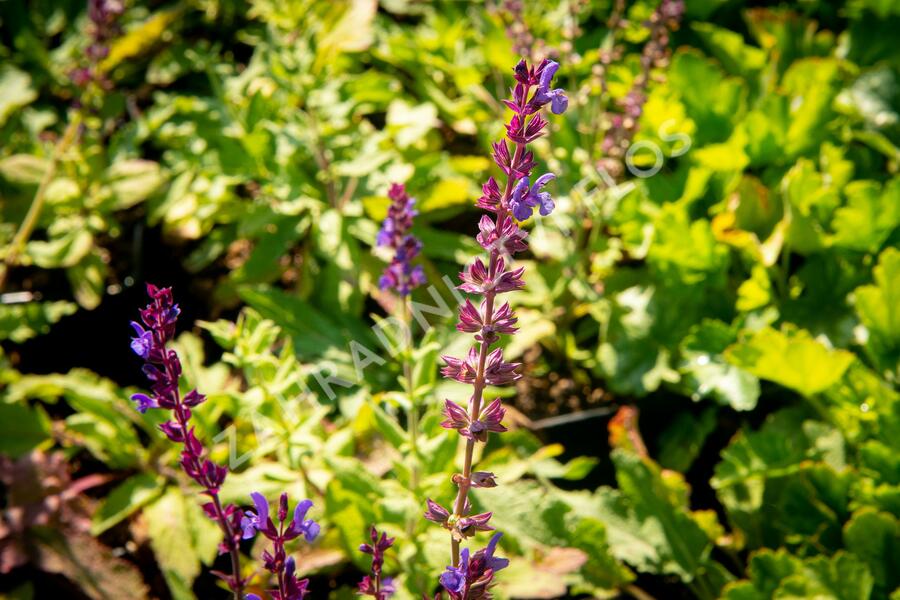 Šalvěj hajní - Salvia nemorosa