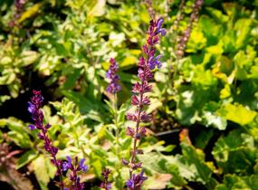 Šalvěj hajní - Salvia nemorosa