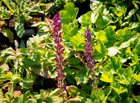 Šalvěj hajní - Salvia nemorosa