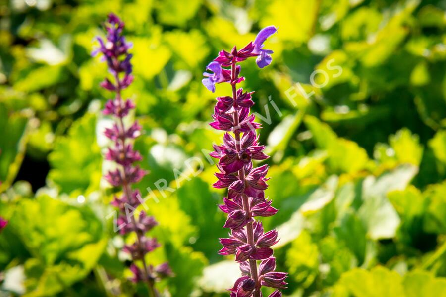 Šalvěj hajní - Salvia nemorosa