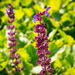 Šalvěj hajní - Salvia nemorosa