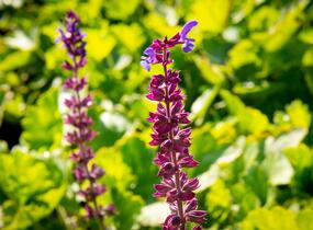 Šalvěj hajní - Salvia nemorosa