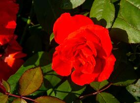 Růže parková 'Bischofsstadt Paderborn' - Rosa S 'Bischofsstadt Paderborn'