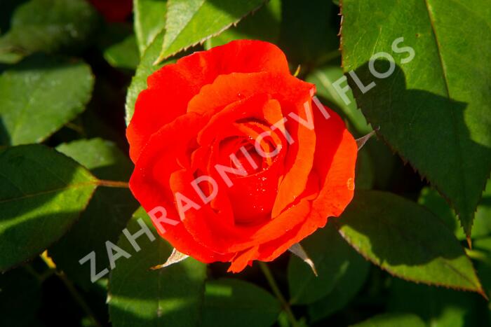 Růže parková 'Bischofsstadt Paderborn' - Rosa S 'Bischofsstadt Paderborn'