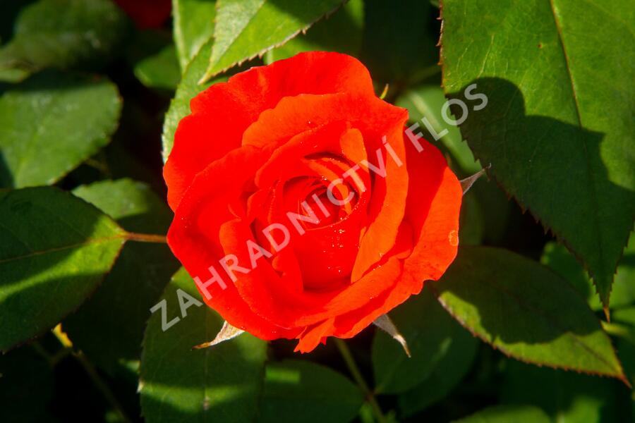 Růže parková 'Bischofsstadt Paderborn' - Rosa S 'Bischofsstadt Paderborn'