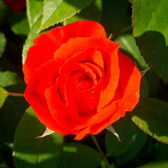 Růže parková 'Bischofsstadt Paderborn' - Rosa S 'Bischofsstadt Paderborn'