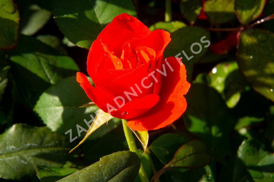 Růže parková 'Bischofsstadt Paderborn' - Rosa S 'Bischofsstadt Paderborn'