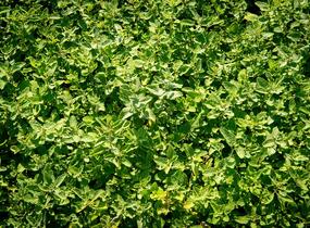 Šanta hroznovitá - Nepeta racemosa
