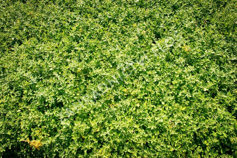 Šanta hroznovitá - Nepeta racemosa