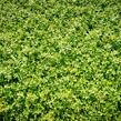Šanta hroznovitá - Nepeta racemosa
