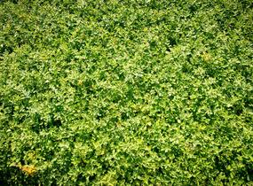 Šanta hroznovitá - Nepeta racemosa