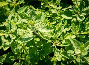 Šanta hroznovitá - Nepeta racemosa