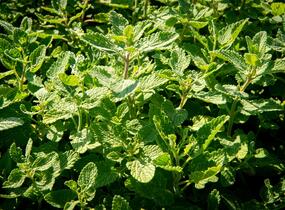 Šanta hroznovitá - Nepeta racemosa