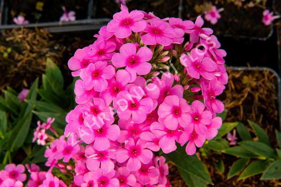 Plamenka latnatá 'Early Pink' - Phlox paniculata 'Early Pink'