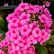 Plamenka latnatá 'Early Pink' - Phlox paniculata 'Early Pink'