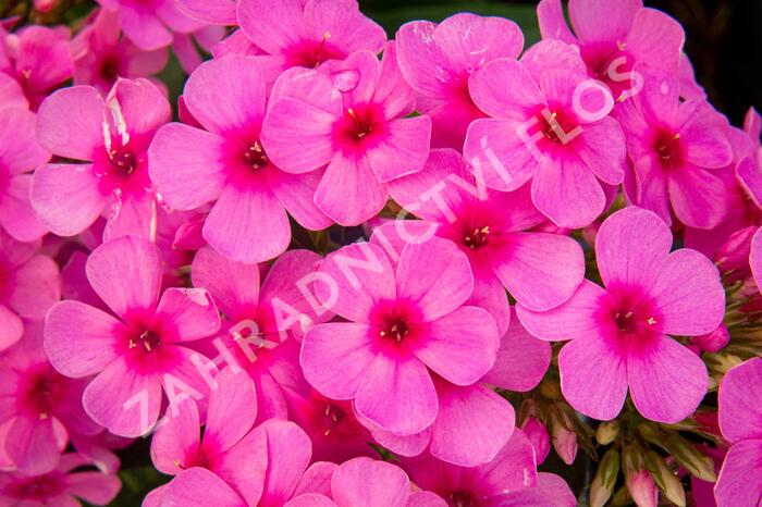 Plamenka latnatá 'Early Pink' - Phlox paniculata 'Early Pink'