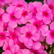 Plamenka latnatá 'Early Pink' - Phlox paniculata 'Early Pink'