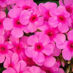 Plamenka latnatá 'Early Pink' - Phlox paniculata 'Early Pink'