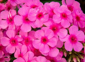 Plamenka latnatá 'Early Pink' - Phlox paniculata 'Early Pink'