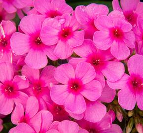 Plamenka latnatá 'Early Pink' - Phlox paniculata 'Early Pink'