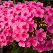 Plamenka latnatá 'Early Pink' - Phlox paniculata 'Early Pink'