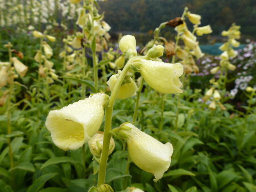 Náprstník velkokvětý - Digitalis ambigua (grandiflora)